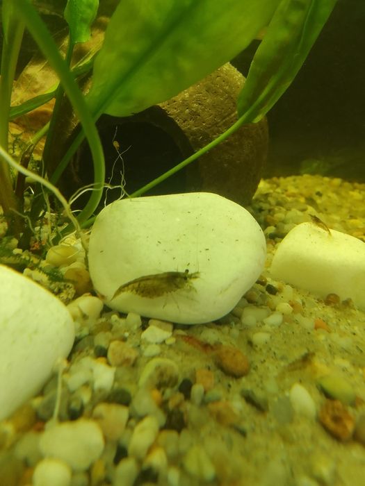 , krewetki , młode gupiki, mieczyki molinezje, glonojady