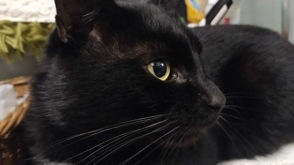 < 3  Gucio – kot, który patrzy w serce  < 3