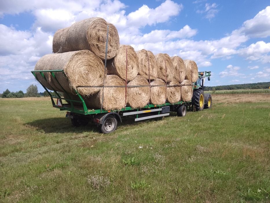 Siano bele 130-140cm