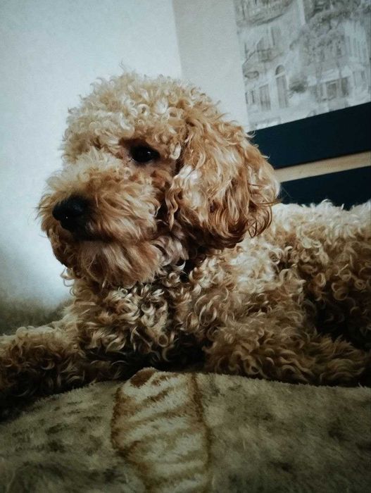 Карликовый (малый) пудель для вязки