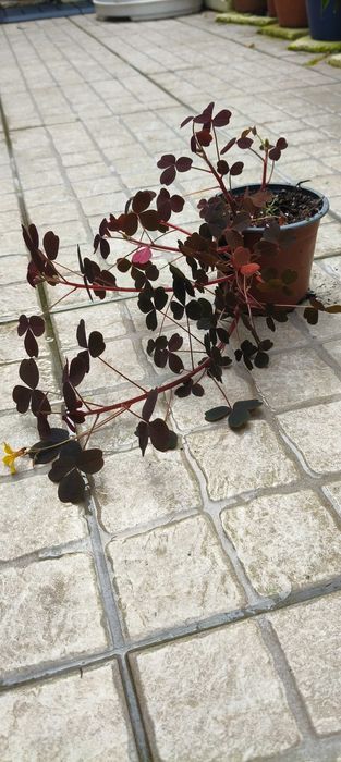 Trevo da sorte /oxalis pluma crazy