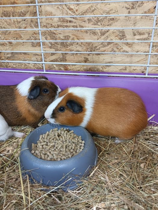 Морська свинка,морська свинка дівчинка,продається морська свинка дівч