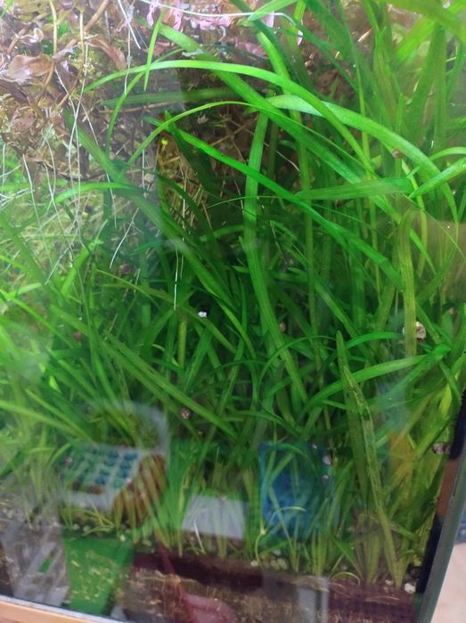 Sagitaria Sabulata roślinka akwariowa