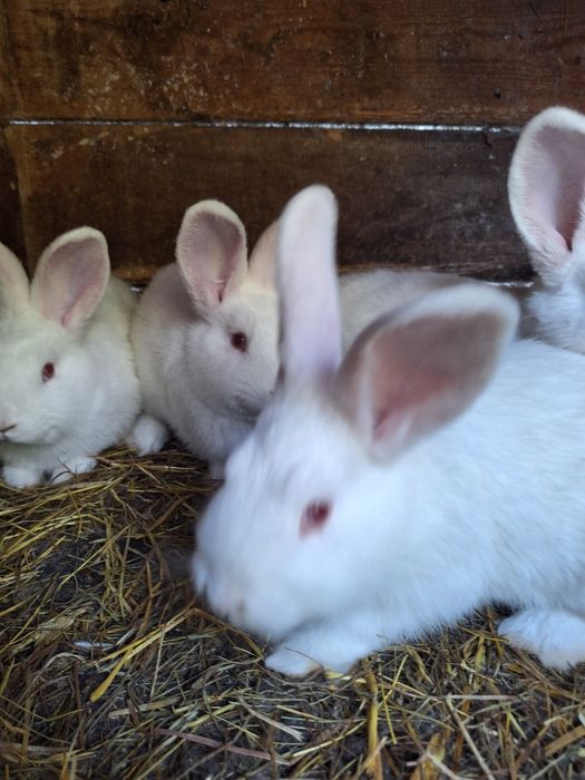 Młody królik nowozelandzki