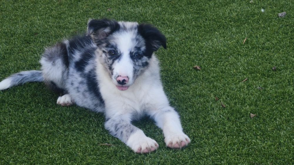 Lindíssimo Border collie macho Belue Merle  disponível
