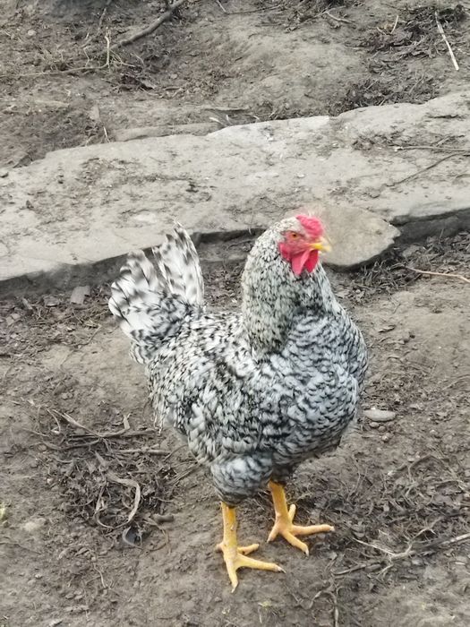 Петухи. Півні, 8 міс. не бройлерилери