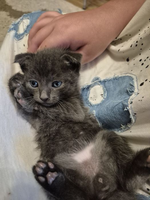 кошеня висловухі