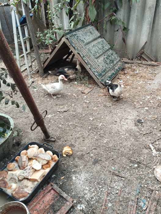 Patos mudos para cedência