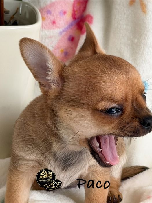 Chihuahua śliczny piesek