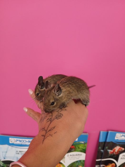 Degus bebés muito mansos