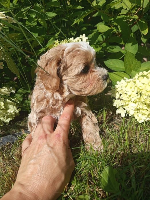 Maltipoo f1 przepiękny chłopiec