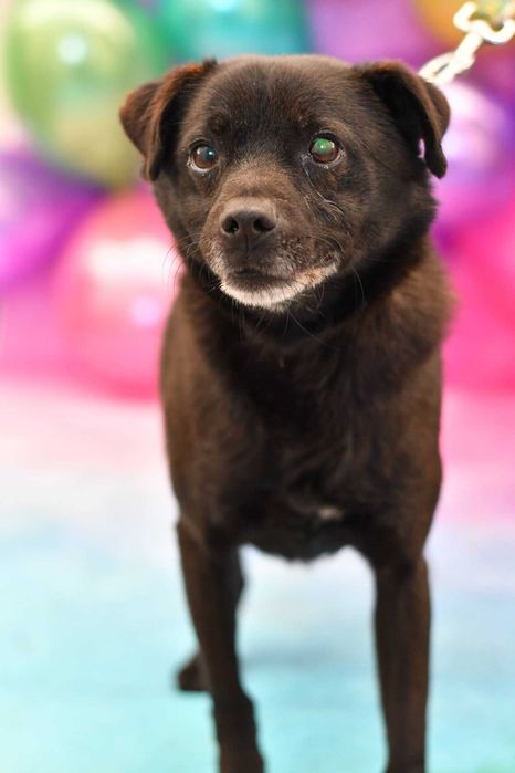 Mały Kevin prosi o kochający domek!