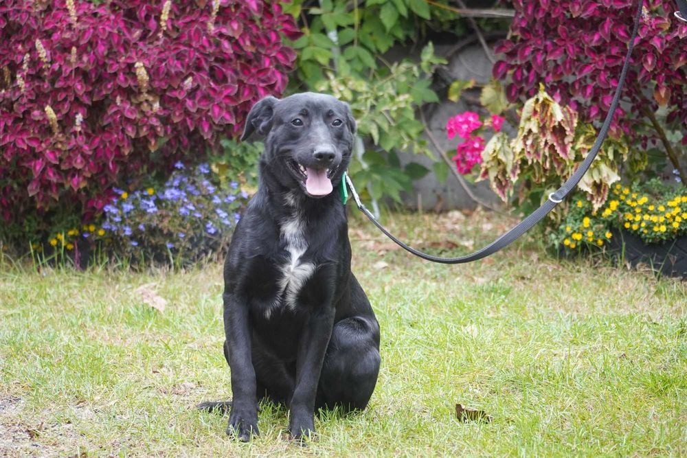 Dorek - śliczny pies w typie labrador
