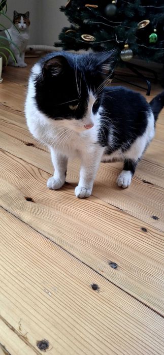 Кошеня у пошуках родини