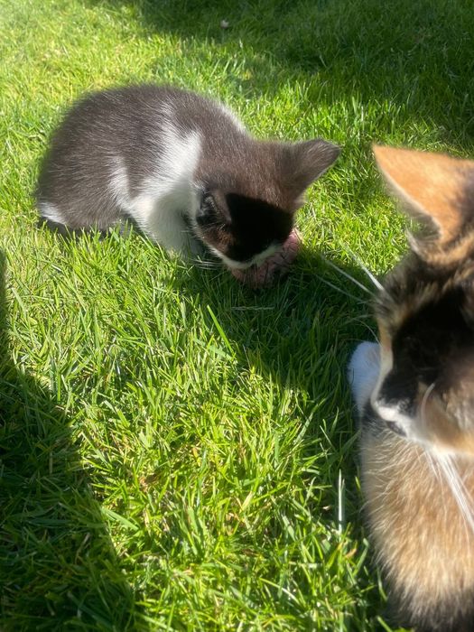 кошенятка самостійні