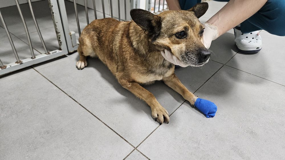 Знайдена собака (кобель)!