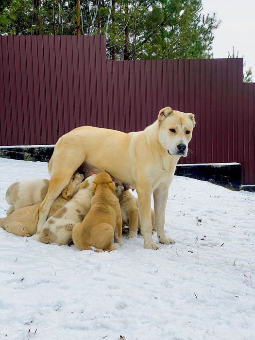 Высокопородные Щенки Среднеазиатской Овчарки/Алабай