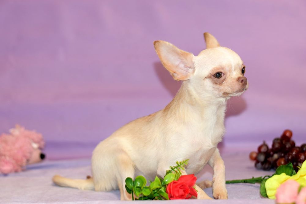 Палевый мальчишка чихуахуа