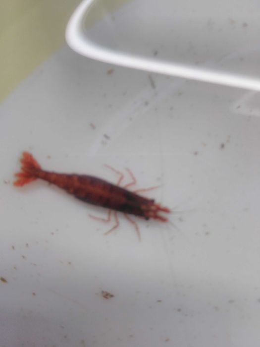 Camarões Blue Dream