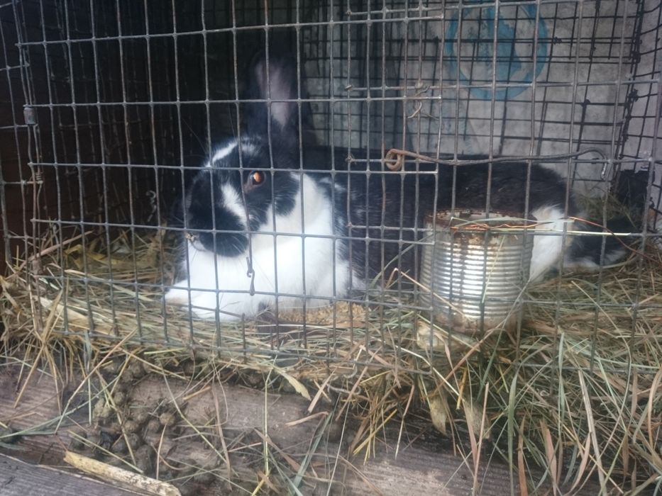 Кролик, кроленя. Рiзнi вiком