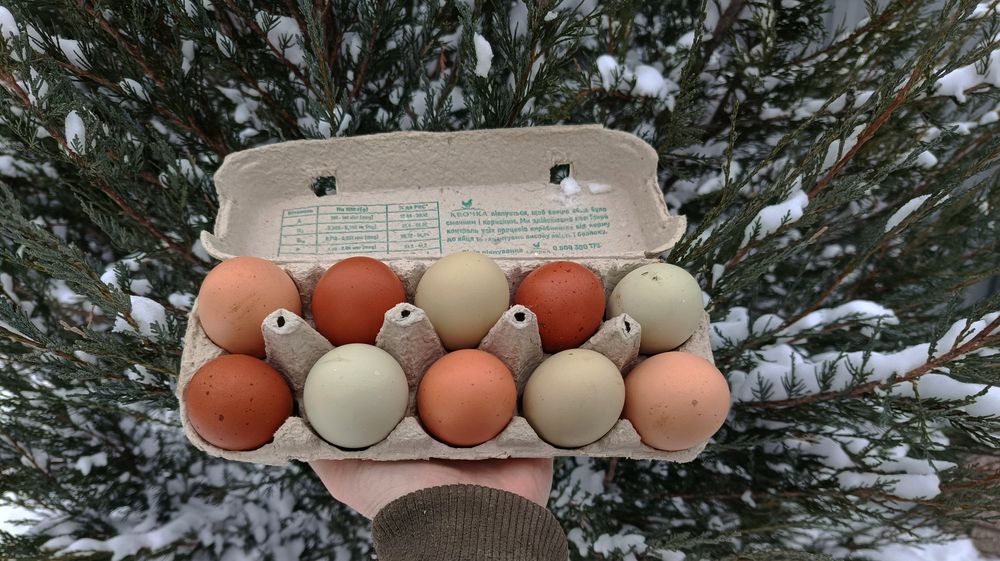 Інкубаційне яйце курей пасхальні кури цветные  яйца инкубационные