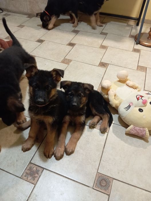 Щенки немецкой овчарки