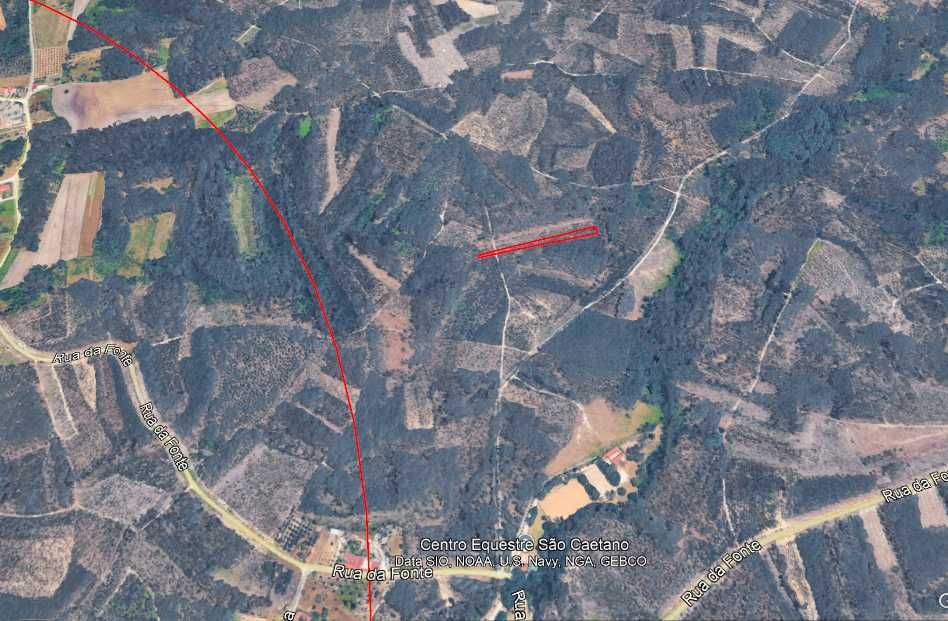 Pinhal rustico com caminho