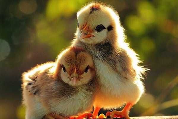 курчата Майстер Грей