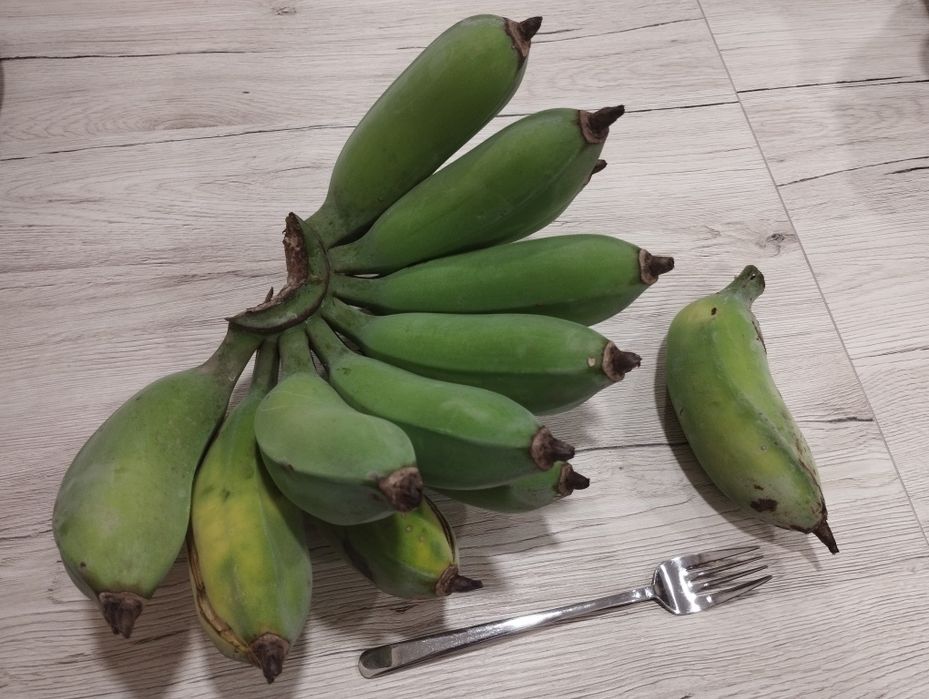 Mudas de Bananeira que dão grandes cachos de Bananas