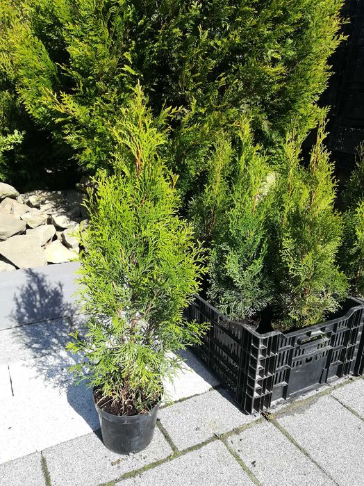 Szmaragd tuja tuje iglaki różne odmiany i wysokości do 3 metrów
