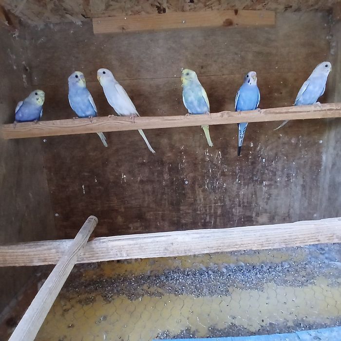 Periquitos novos