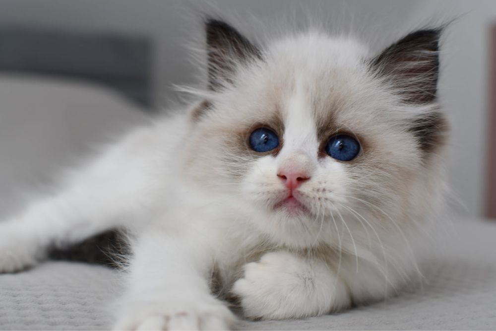 Kocurek kotka ragdoll blue bikolor*rodowód FIFE*wychowane z dzieci
