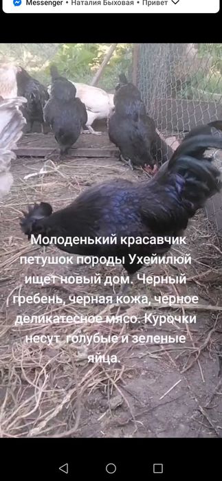 Ухейілюй. Інкубаціійне яйце