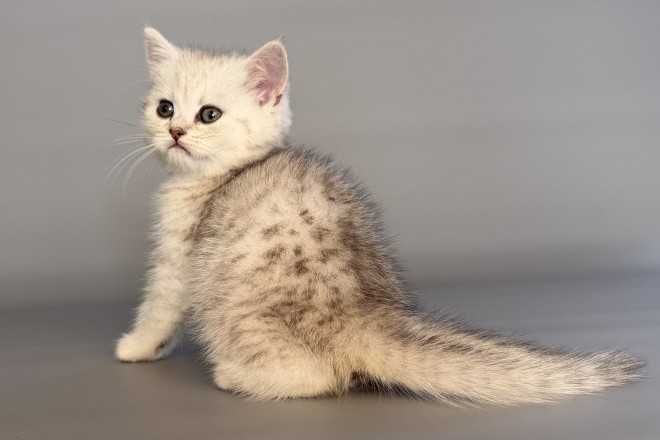 Кошенята, "шиншили", "чеширські коти" та інші