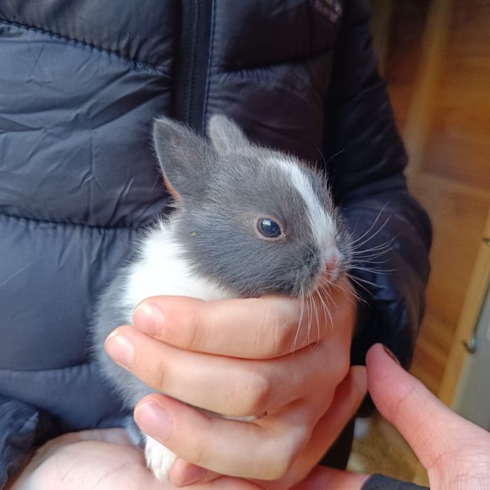 Króliki miniaturki