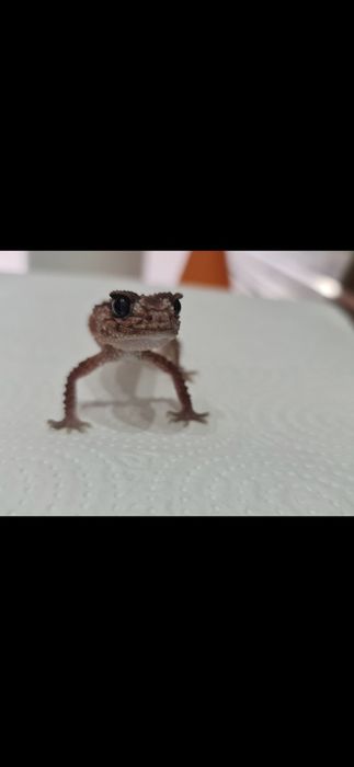 Nephrurus cinctus