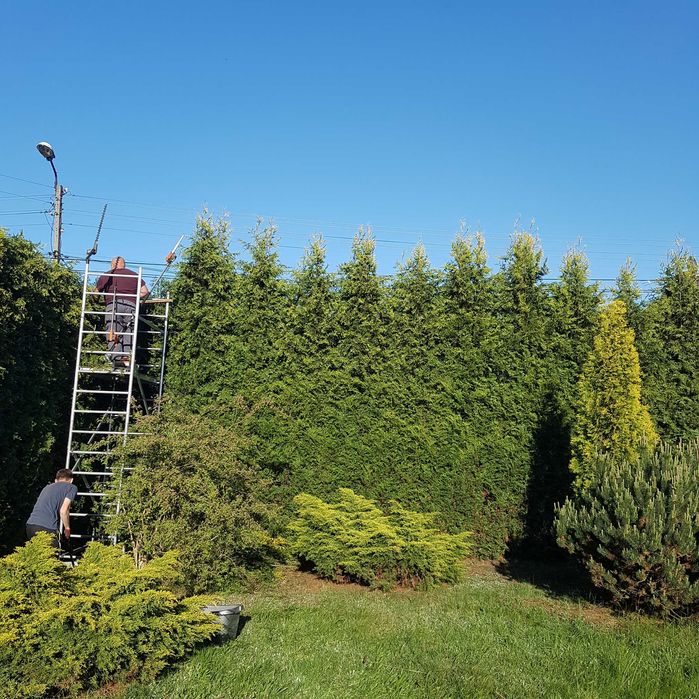 Przycinanie Tui i żywopłotów, wycinka drzew, nasadzanie żywopłotów.