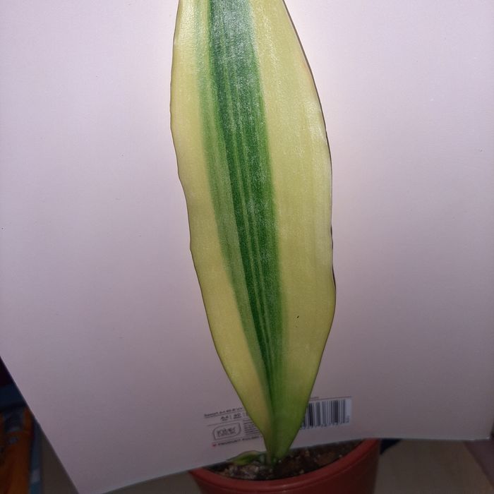 Sansevieria  Yellowstone