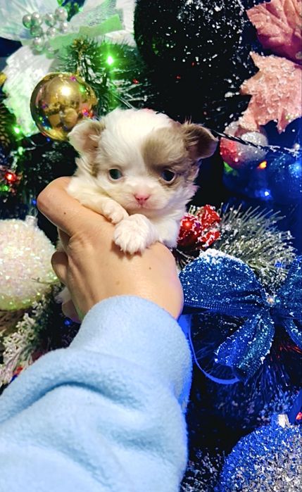 Мальчишечка супер мини