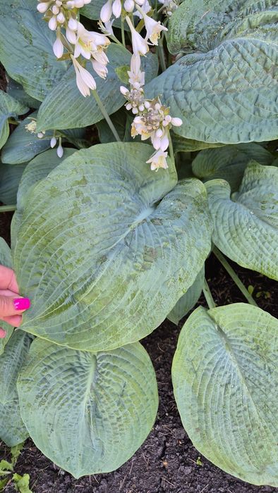 Можевельник Вергинско; Хоста голубая;Cleisostoma Arietinum