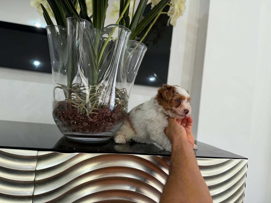 Yorkshire Terrier  Miniatura FEMEA BRANCA E CHOCOBERRY TAN de olhos azuis