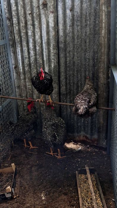 Galos de raça excelente qualidade- Pedrês Portuguesa, Olive Egger, Cream Legbar, Leghorn