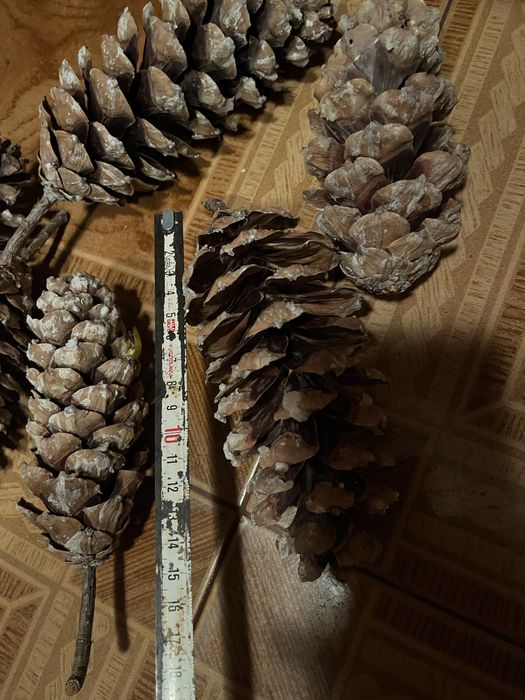 Литая заснеженная гирлянда. Шишки сосновые, шишки кедровой сосны