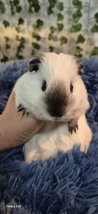 Świnka morska California rasowa