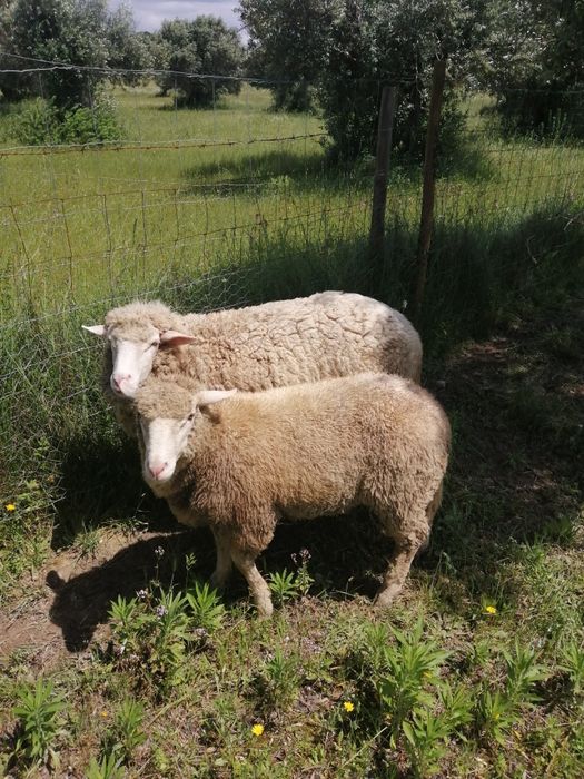 Borrego Ile de france