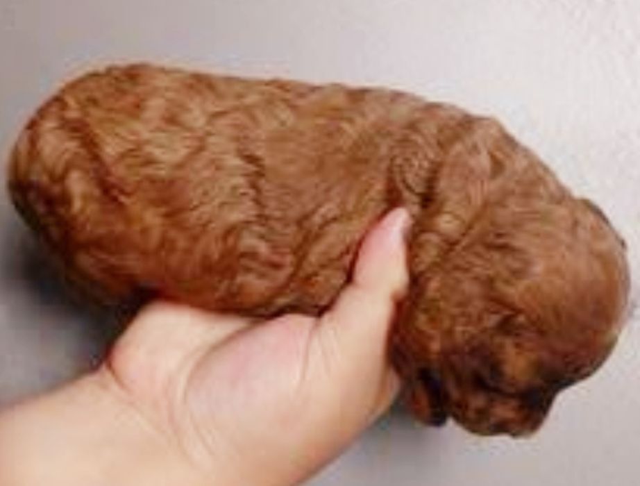 Пудель цуценята ред Браун.