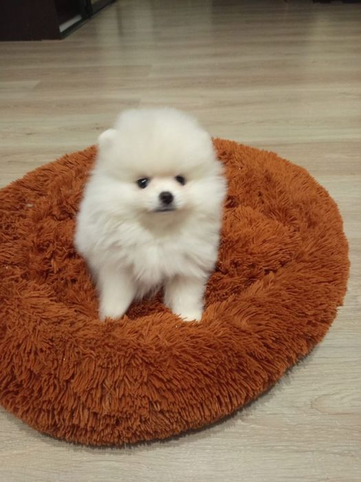 померанські шпіци готові до переїзду в нову люблячу сімʼю!