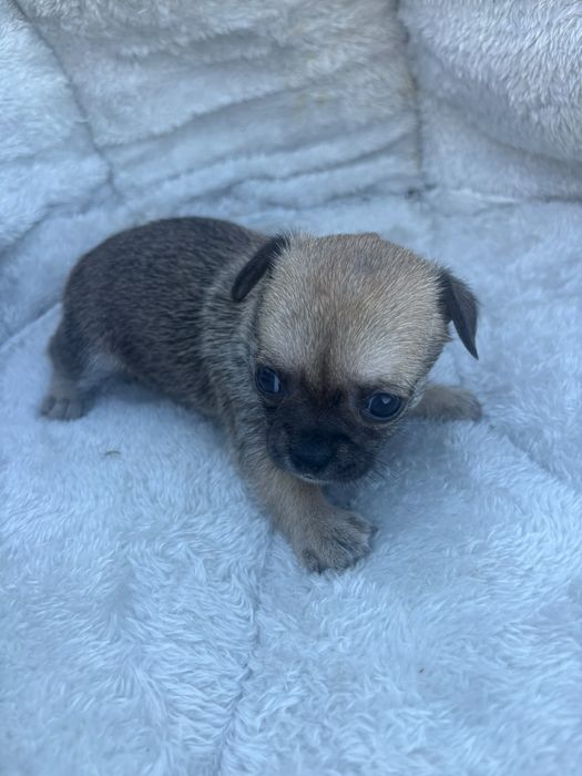 Chihuahua blue macho