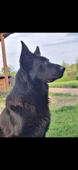 Owczarek niemiecki do adopcji 2 suczki