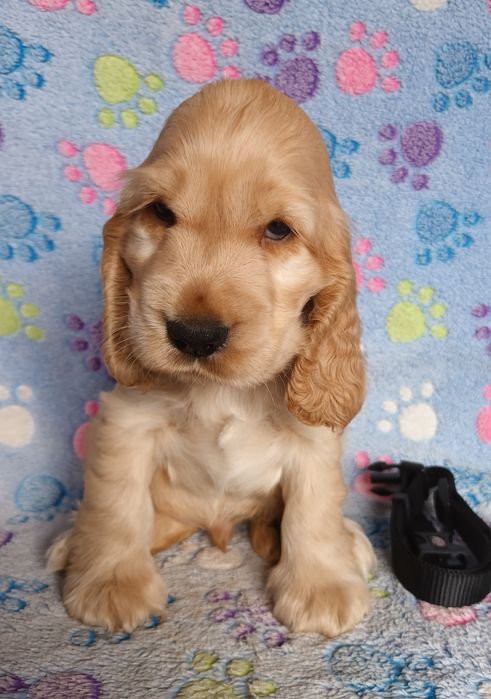 Cocker spaniel angielski złoty chłopczyk